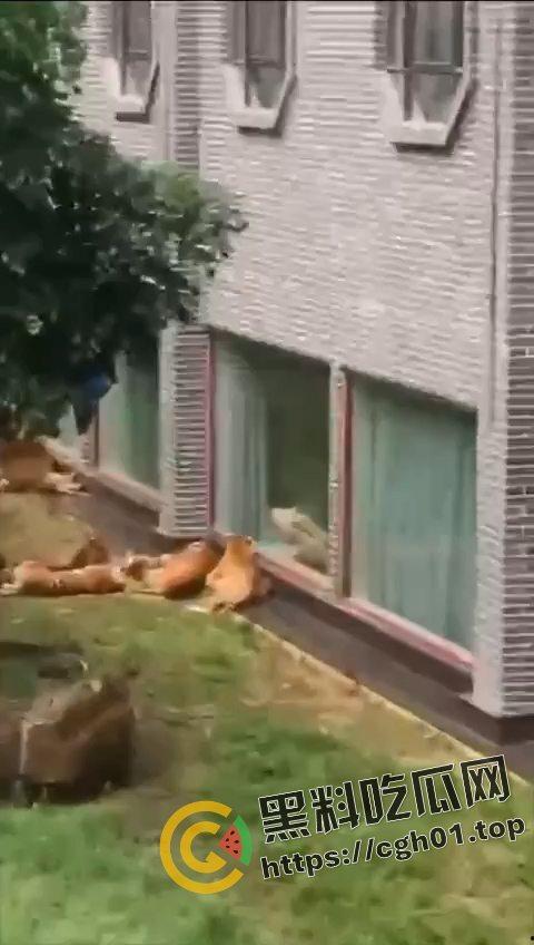 江苏南通动物园酒店！老虎遇上骚逼都懵逼 这是谁的臭母狗赶紧领走-3